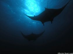 Two giant mantas flying. by Ramón Domínguez 